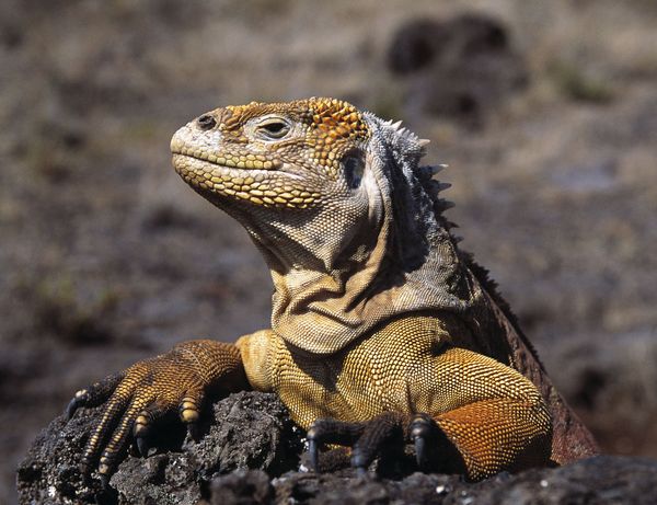Galapagos mit David Attenborough [2 DVDs]