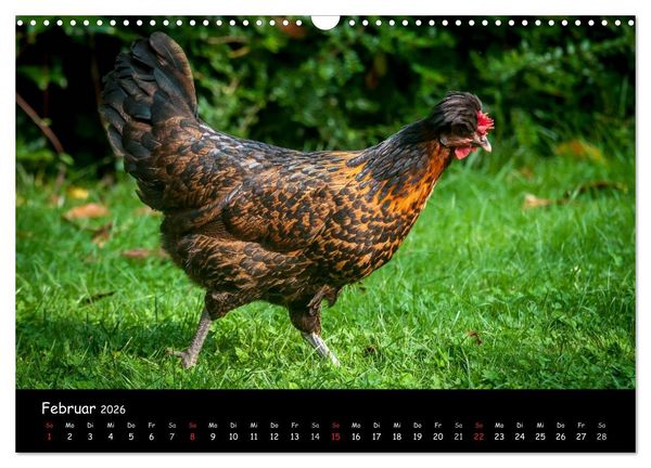 Produktbild: Gartenh&uuml;hner (Wandkalender 2026 DIN A3 quer), CALVENDO Monatskalender