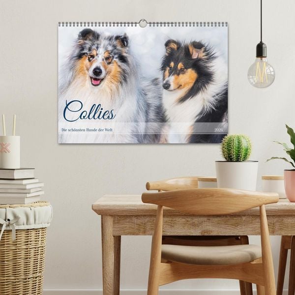 Produktbild: Collies - die sch&ouml;nsten Hunde der Welt (Wandkalender 2026 DIN A3 quer), CALVENDO Monatskalender