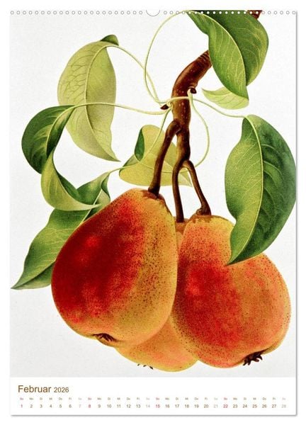 Produktbild: Obstb&auml;ume: Botanische Zeichnungen und historische Stiche (hochwertiger Premium Wandkalender 2026 DIN A2 hoch), Kunstdruck in Hochglanz