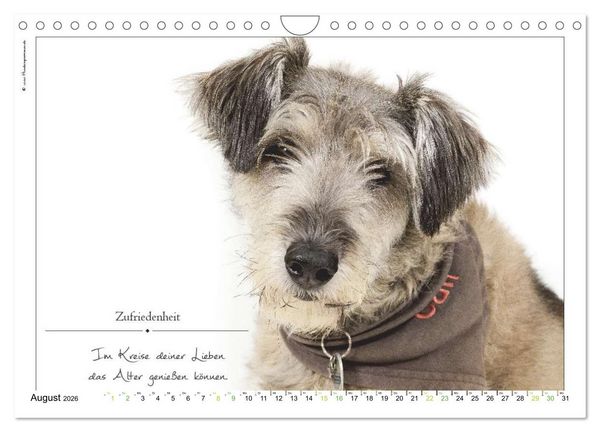 Produktbild: Hunde-Spruchreif (Wandkalender 2026 DIN A4 quer), CALVENDO Monatskalender