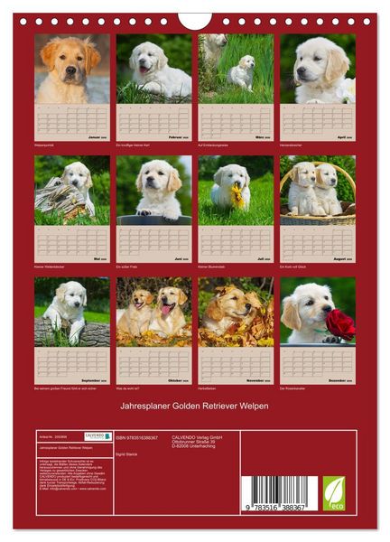 Produktbild: Jahresplaner Golden Retriever Welpen (Wandkalender 2026 DIN A4 hoch), CALVENDO Monatskalender