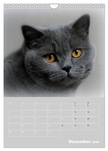 Produktbild: Graue Engel - Britischkurzhaar-Katzen (Wandkalender 2026 DIN A4 hoch), CALVENDO Monatskalender