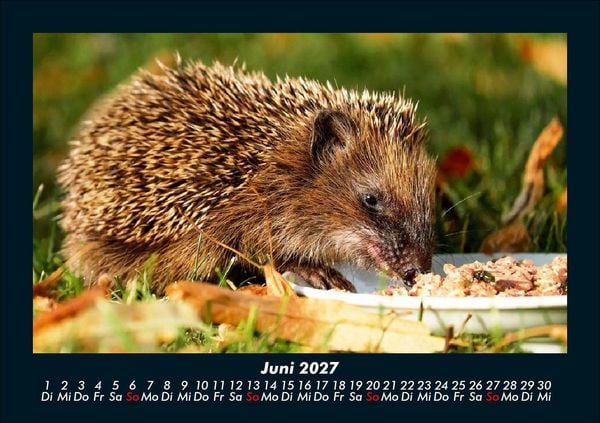 Produktbild: Der Tierkalender 2027 Fotokalender DIN A5