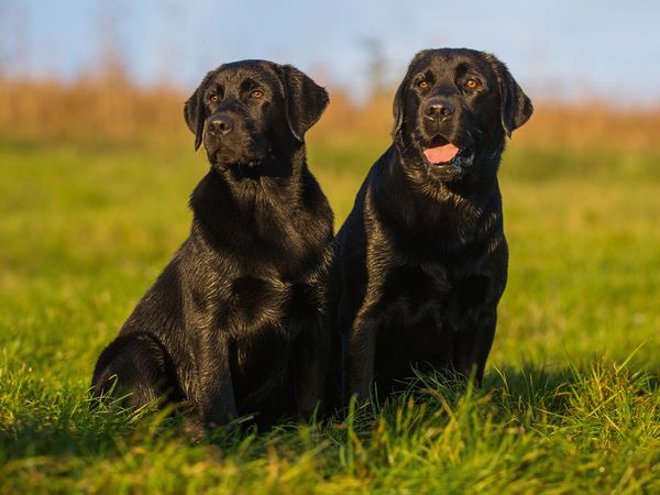 Produktbild: CALVENDO Puzzle Labrador Retriever - Vater und Sohn | 1000 Teile Lege-Gr&ouml;&szlig;e 64x48cm Foto-Puzzle f&uuml;r gl&uuml;ckliche Stunden