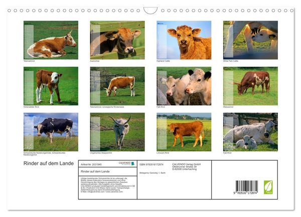 Produktbild: Rinder auf dem Lande (Wandkalender 2026 DIN A3 quer), CALVENDO Monatskalender
