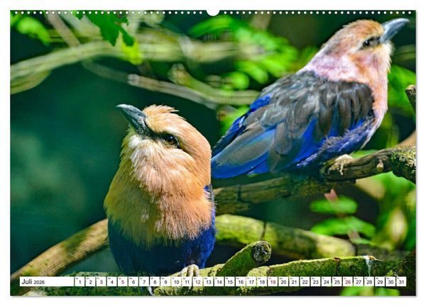 Produktbild: Bunte Vielfalt in der Vogelwelt (Wandkalender 2026 DIN A2 quer), CALVENDO Monatskalender