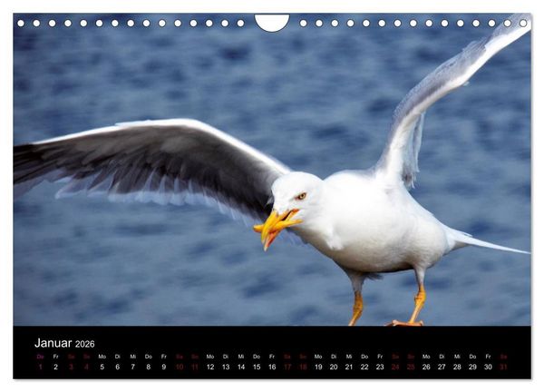 Produktbild: Segelsommer - D&auml;nische S&uuml;dsee (Wandkalender 2026 DIN A4 quer), CALVENDO Monatskalender