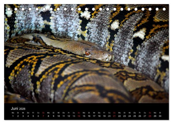 Produktbild: Schlangen (Tischkalender 2026 DIN A5 quer), CALVENDO Monatskalender