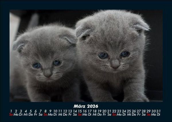 Produktbild: F&uuml;r Katzenfreunde 2026 Fotokalender DIN A5