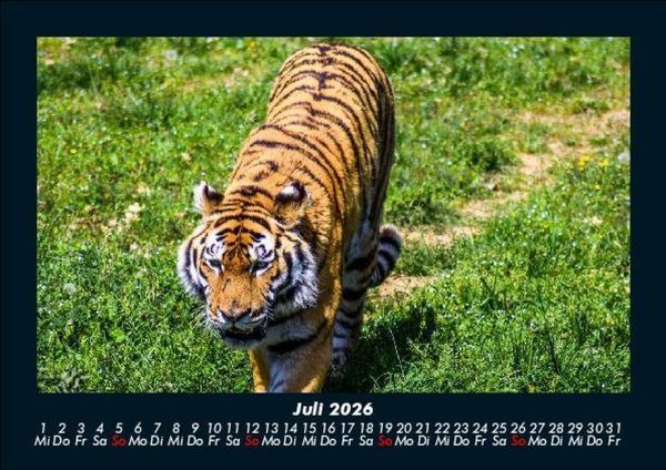 Produktbild: Tiger 2026 Fotokalender DIN A5