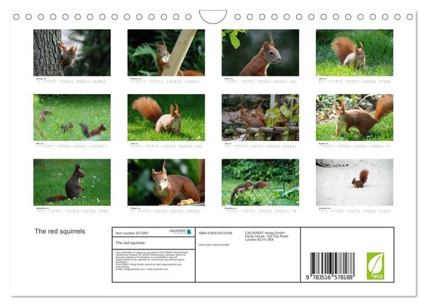 Produktbild: The red squirrels (Wall Calendar 2026 DIN A4 landscape), CALVENDO 12 Month Wall Calendar