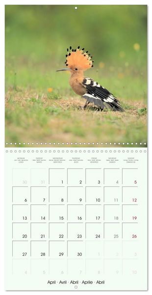 Produktbild: La parade des plumes (Calendrier mural carr&eacute; 2026 30x30 cm) Calendrier double avec une page pour vos prises de notes