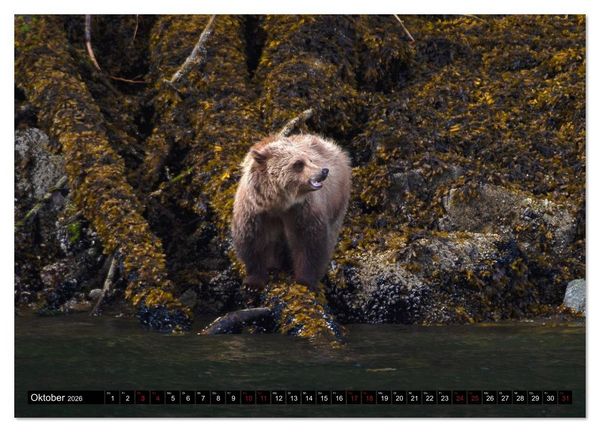 Produktbild: Grizzlys und Geisterb&auml;ren - Glendale Cove, Kanada (Wandkalender 2026 DIN A3 quer), CALVENDO Monatskalender