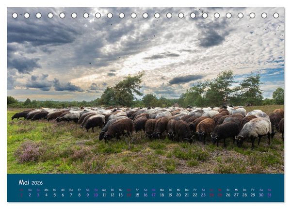 Produktbild: Heidschnucken, die pr&auml;chtigen Schafe der L&uuml;neburger Heide (Tischkalender 2026 DIN A5 quer), CALVENDO Monatskalender