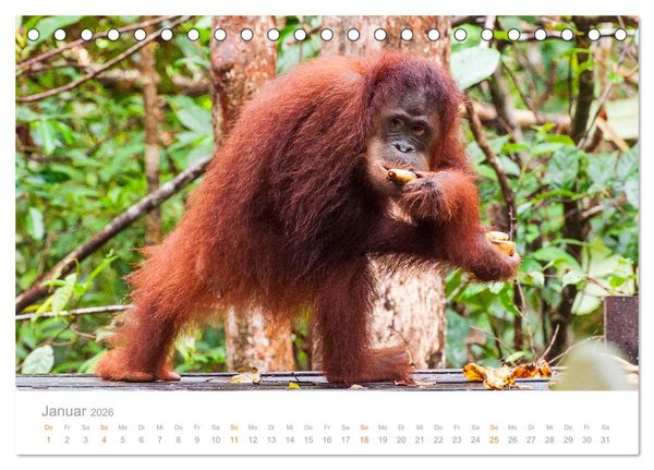 Produktbild: Orang-Utans Menschenaffen auf Borneo (Tischkalender 2026 DIN A5 quer), CALVENDO Monatskalender