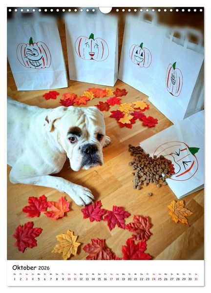Produktbild: Wei&szlig;er BOXER (Wandkalender 2026 DIN A3 hoch), CALVENDO Monatskalender