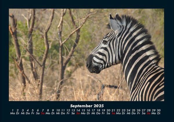 Produktbild: Zebrazauber 2025 Fotokalender DIN A4