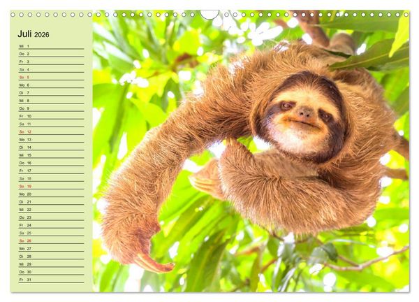 Produktbild: Der Faultier-Planer f&uuml;r mehr Ruhe und Gem&uuml;tlichkeit! (Wandkalender 2026 DIN A3 quer), CALVENDO Monatskalender
