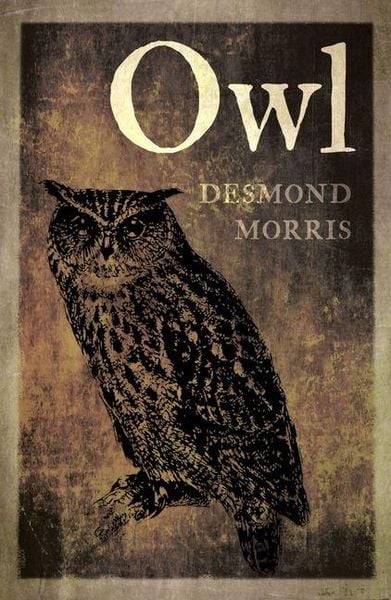Produktbild: Owl