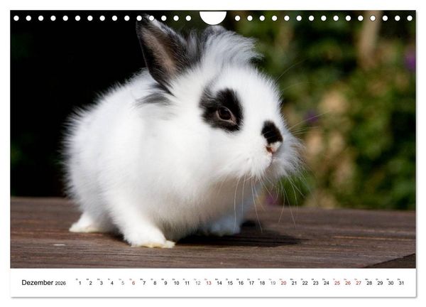Produktbild: Kaninchen - knuddelige Hausgenossen (Wandkalender 2026 DIN A4 quer), CALVENDO Monatskalender