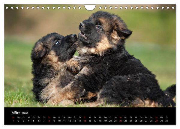 Produktbild: Deutscher Sch&auml;ferhund - Welpen (Wandkalender 2026 DIN A4 quer), CALVENDO Monatskalender