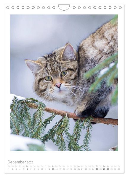 Produktbild: European Wildcats (Wall Calendar 2026 DIN A4 portrait), CALVENDO 12 Month Wall Calendar