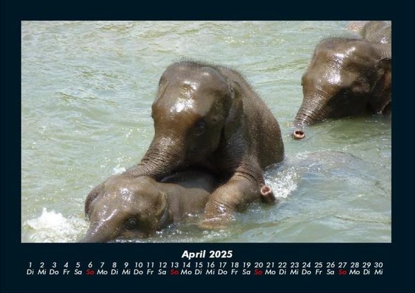 Produktbild: Elefanten - Die sanften Riesen Afrikas 2025 Fotokalender DIN A4