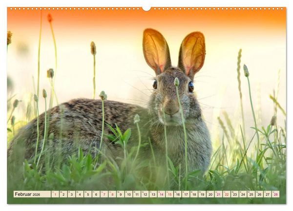 Produktbild: Feldhasen und Kaninchen (Wandkalender 2026 DIN A2 quer), CALVENDO Monatskalender