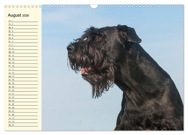 Produktbild: Treuer Freund Riesenschnauzer (Wandkalender 2026 DIN A3 quer), CALVENDO Monatskalender