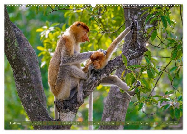 Produktbild: Nasenaffen von Borneo (Wandkalender 2026 DIN A2 quer), CALVENDO Monatskalender