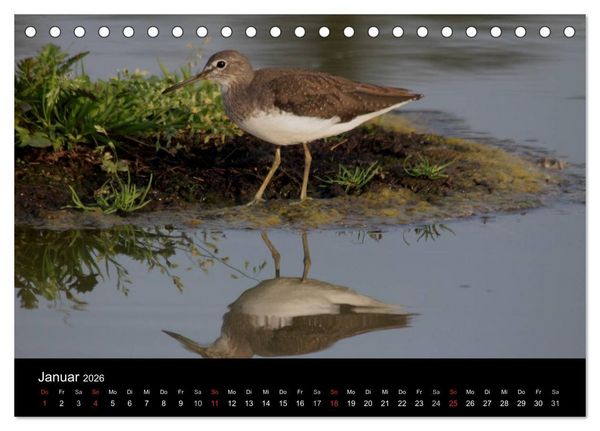 Produktbild: Limikolen Watv&ouml;gel auf dem Zug (Tischkalender 2026 DIN A5 quer), CALVENDO Monatskalender