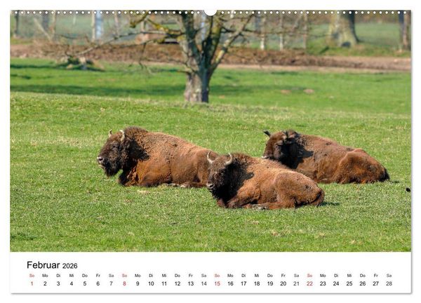 Produktbild: Wilde Tiere unserer Heimat (hochwertiger Premium Wandkalender 2026 DIN A2 quer), Kunstdruck in Hochglanz