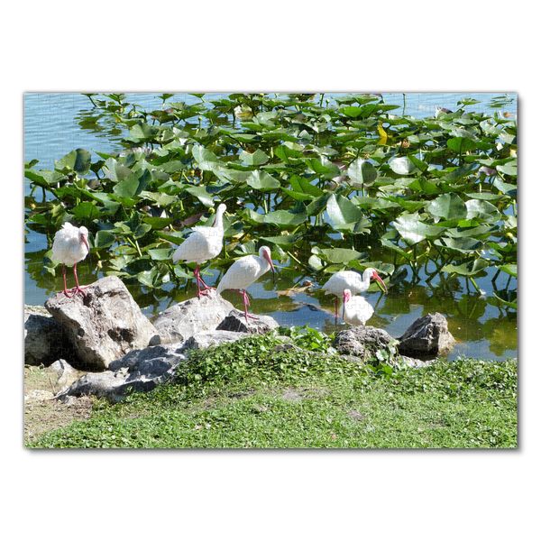 Produktbild: Lais Puzzle Wei&szlig;er Ibis 1000 Teile