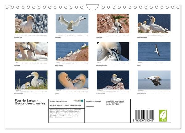 Produktbild: Fous de Bassan - Grands oiseaux marins (Calendrier mural 2026 DIN A4 vertical), CALVENDO calendrier mensuel