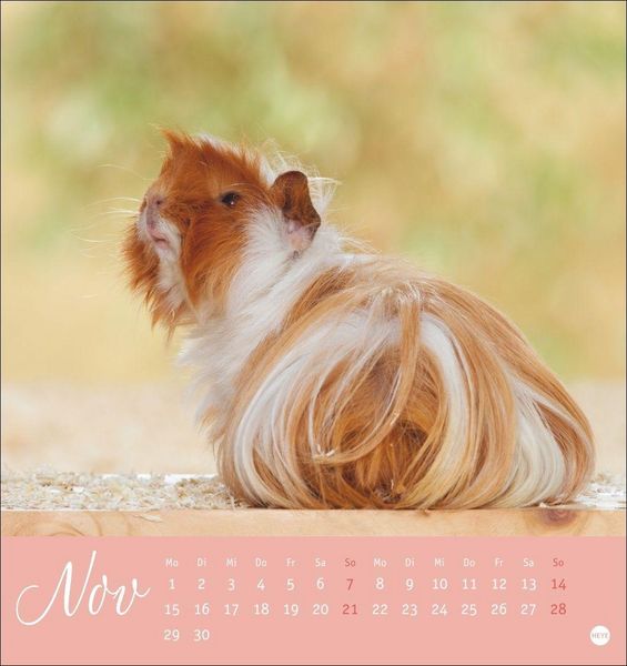 Produktbild: Kuschelige Meerschweinchen Postkartenkalender 2027