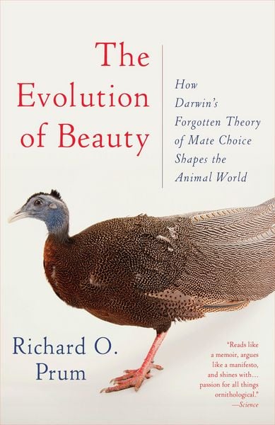 Produktbild: Evolution of Beauty