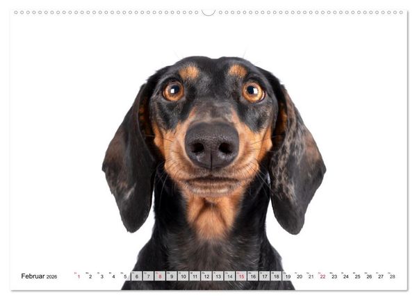Produktbild: Charakterk&ouml;pfe zum verlieben (Wandkalender 2026 DIN A2 quer), CALVENDO Monatskalender