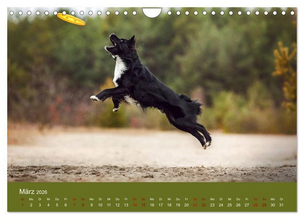 Produktbild: Australian Shepherd - Vielfalt in einer Rasse (Wandkalender 2026 DIN A4 quer), CALVENDO Monatskalender
