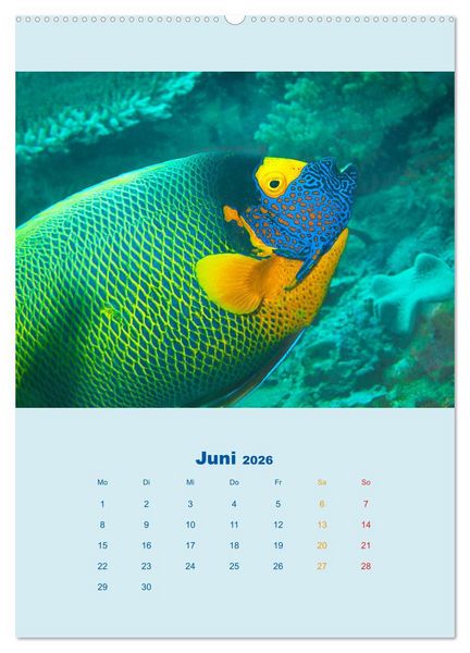 Produktbild: Portraitaufnahmen - Fische (hochwertiger Premium Wandkalender 2026 DIN A2 hoch), Kunstdruck in Hochglanz
