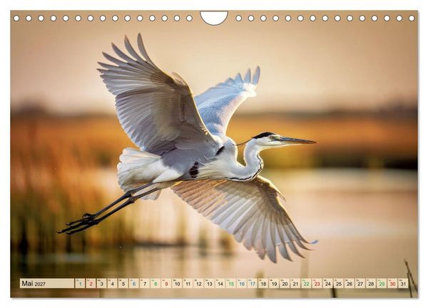 Produktbild: Silberreiher - pure Eleganz (Wandkalender 2027 DIN A4 quer), CALVENDO Monatskalender