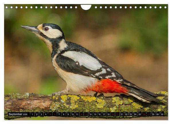 Produktbild: V&ouml;gel aus dem Garten (Wandkalender 2026 DIN A4 quer), CALVENDO Monatskalender