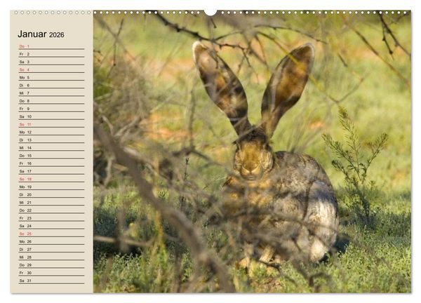 Produktbild: Kaninchen und Hasen (Wandkalender 2026 DIN A2 quer), CALVENDO Monatskalender