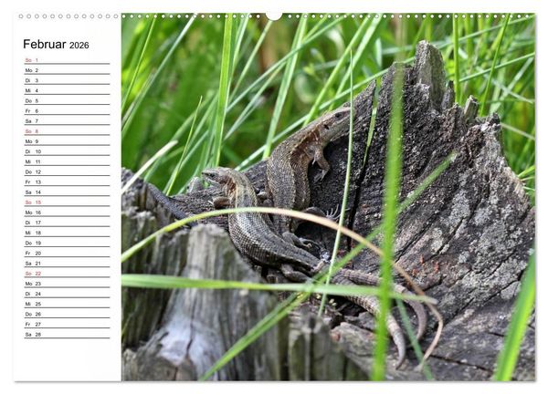 Produktbild: Amphibien und Reptilien (hochwertiger Premium Wandkalender 2026 DIN A2 quer), Kunstdruck in Hochglanz