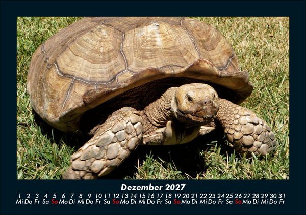 Produktbild: Schildkr&ouml;tenzauber 2027 Fotokalender DIN A5