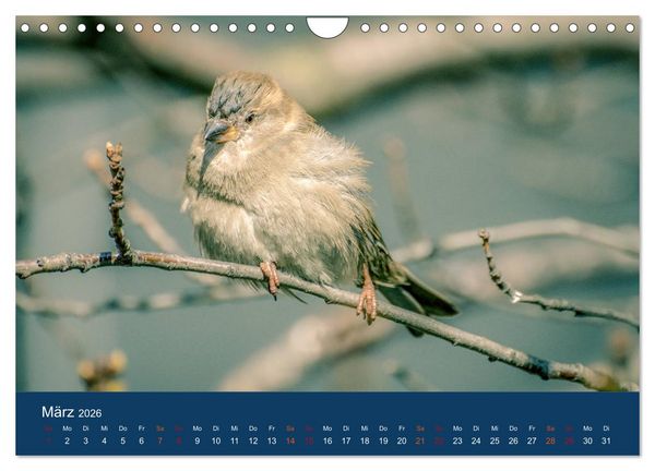 Produktbild: Spatzen-Kalender (Wandkalender 2026 DIN A4 quer), CALVENDO Monatskalender