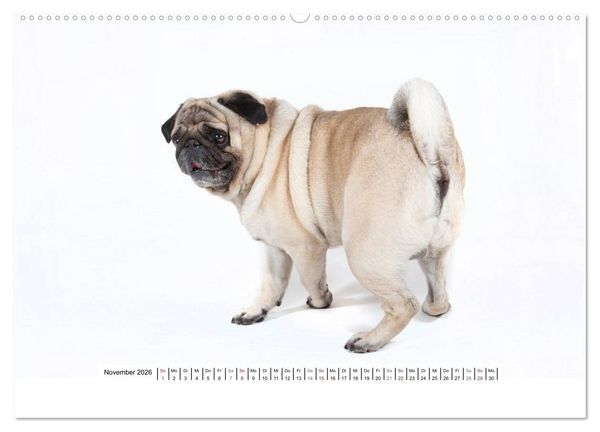 Produktbild: Mops - unwiderstehlich und charmant (hochwertiger Premium Wandkalender 2026 DIN A2 quer), Kunstdruck in Hochglanz