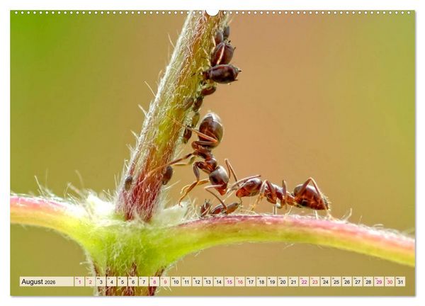 Produktbild: Ameisen - Ordnung im Durcheinander (hochwertiger Premium Wandkalender 2026 DIN A2 quer), Kunstdruck in Hochglanz