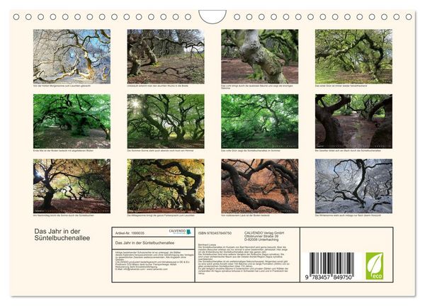 Produktbild: Das Jahr in der S&uuml;ntelbuchenallee (Wandkalender 2026 DIN A4 quer), CALVENDO Monatskalender