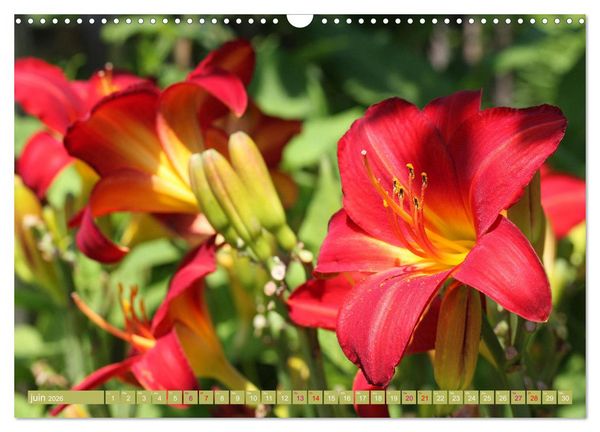 Produktbild: Lys d'un jour (Calendrier mural 2026 DIN A3 vertical), CALVENDO calendrier mensuel